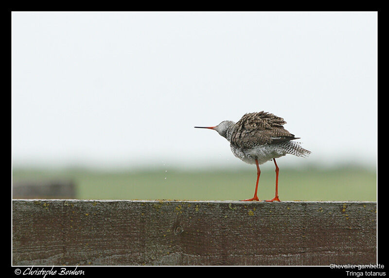 Common Redshank