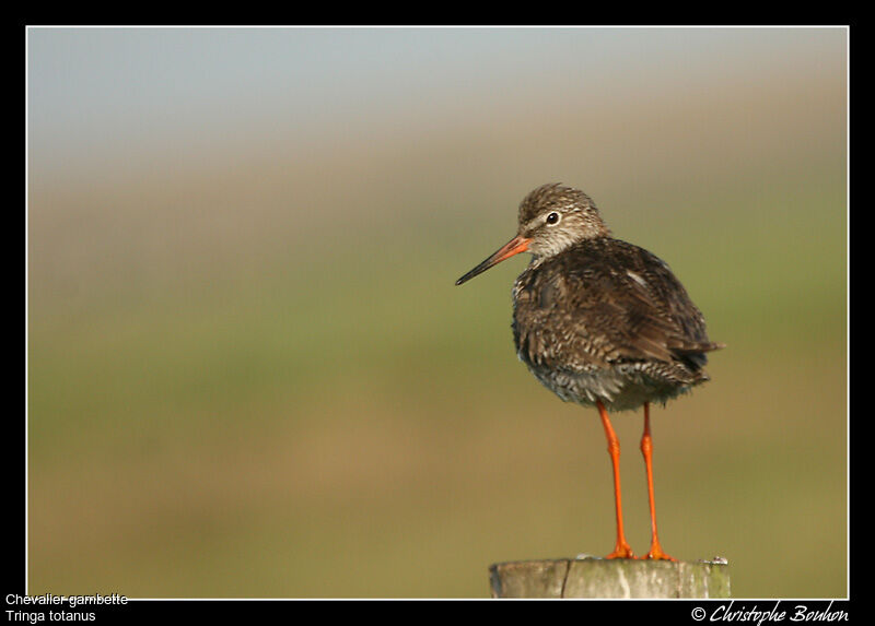 Common Redshank