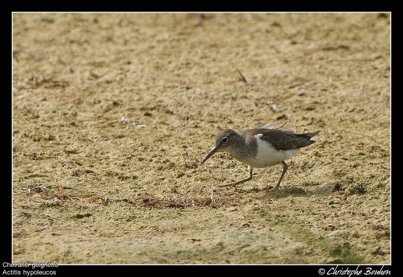 Common Sandpiper