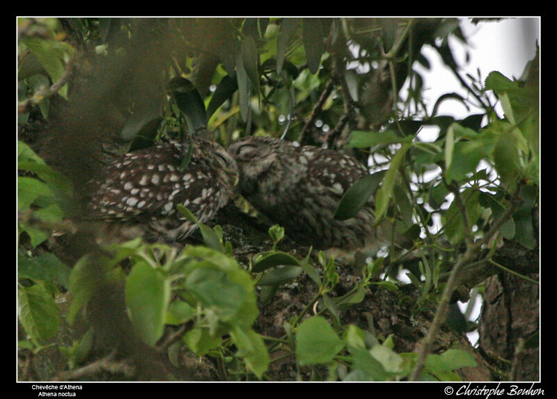 Little Owl adult