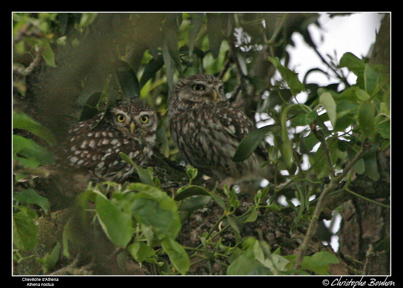 Little Owl adult