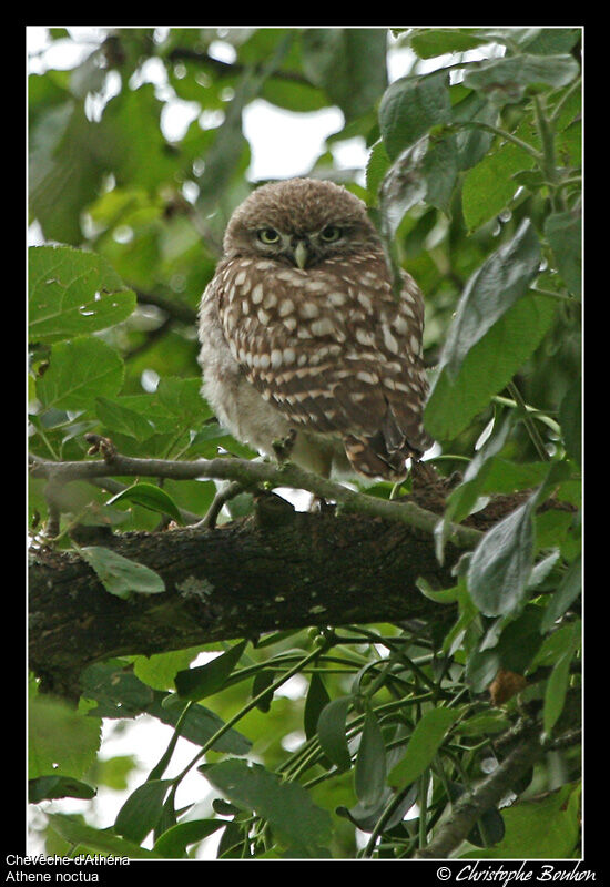 Little Owl