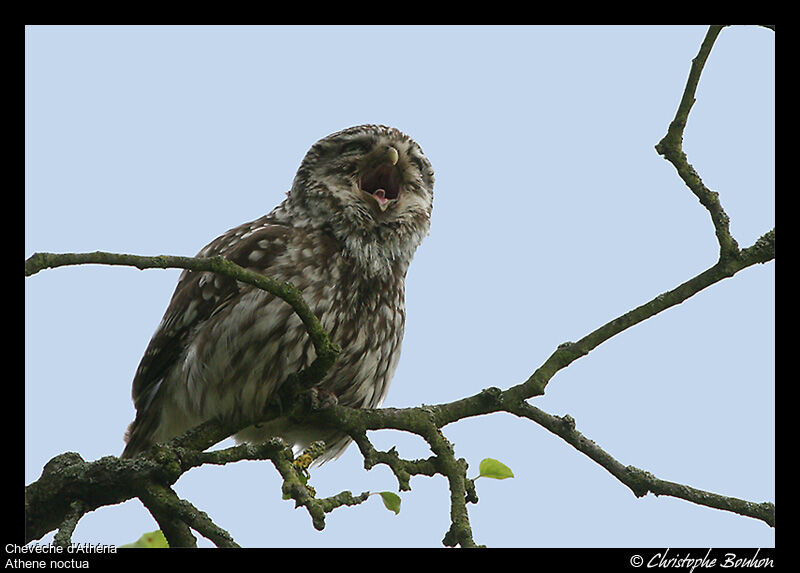 Little Owl