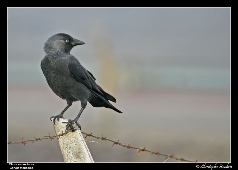 Western Jackdaw