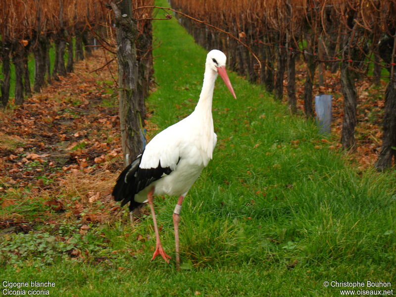 White Stork