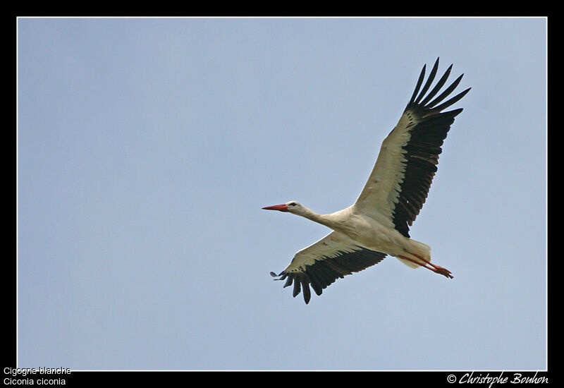 White Stork