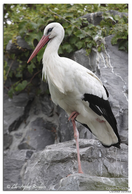 White Stork, identification