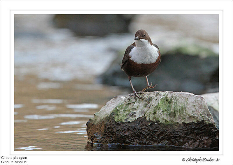 White-throated Dipperadult, identification