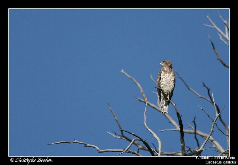 Short-toed Snake Eagle