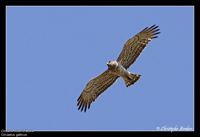 Short-toed Snake Eagle, Flight