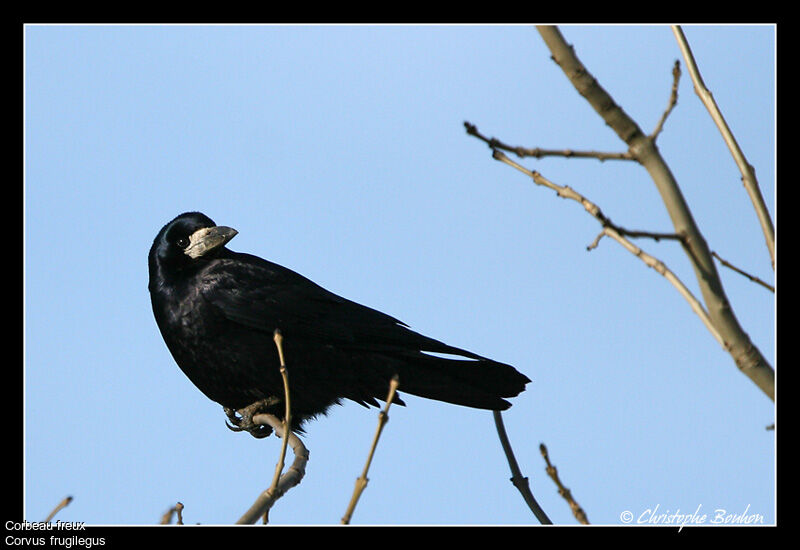 Corbeau freux, identification