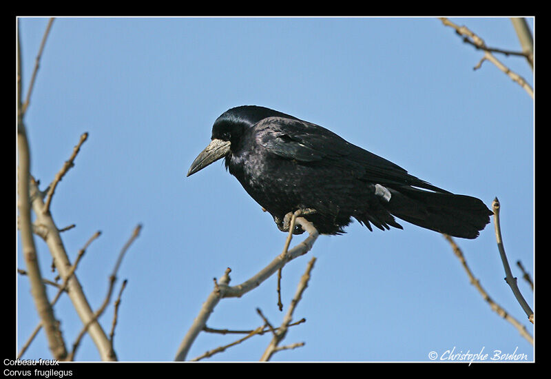 Corbeau freux, identification