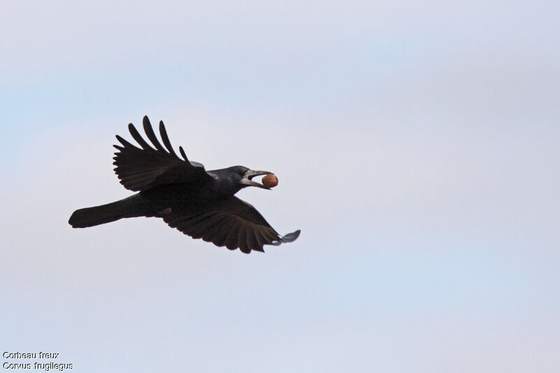 Corbeau freux, Vol, régime, Comportement