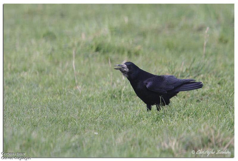 Corbeau freux, identification