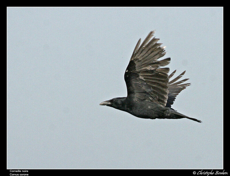 Carrion Crowadult