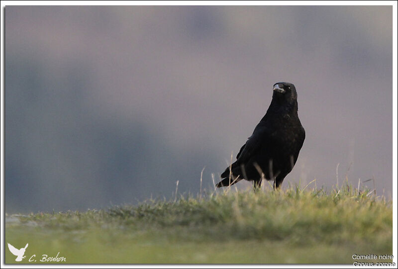 Carrion Crow, identification