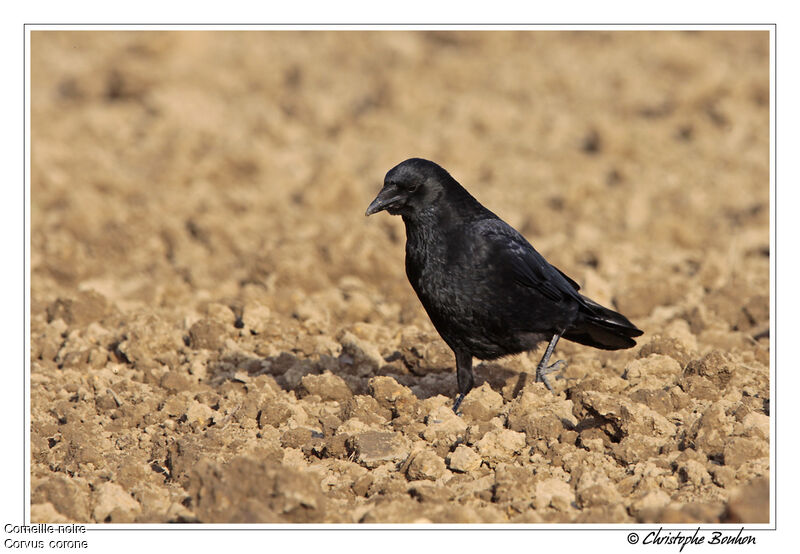 Corneille noire, identification, Comportement