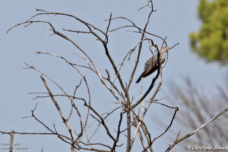 Common Cuckoo