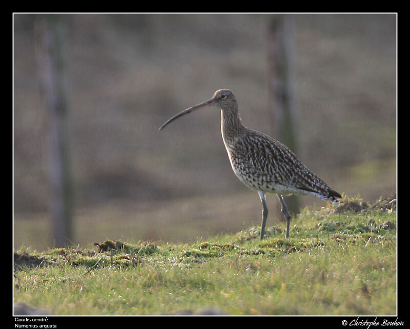 Eurasian Curlew