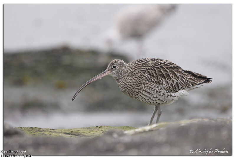 Eurasian Curlew, identification