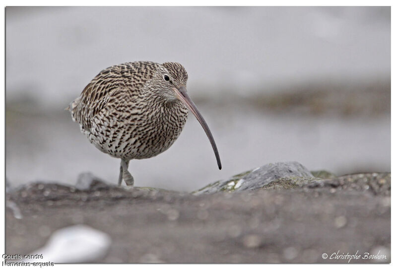 Eurasian Curlew, identification