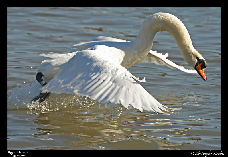 Cygne tuberculéadulte