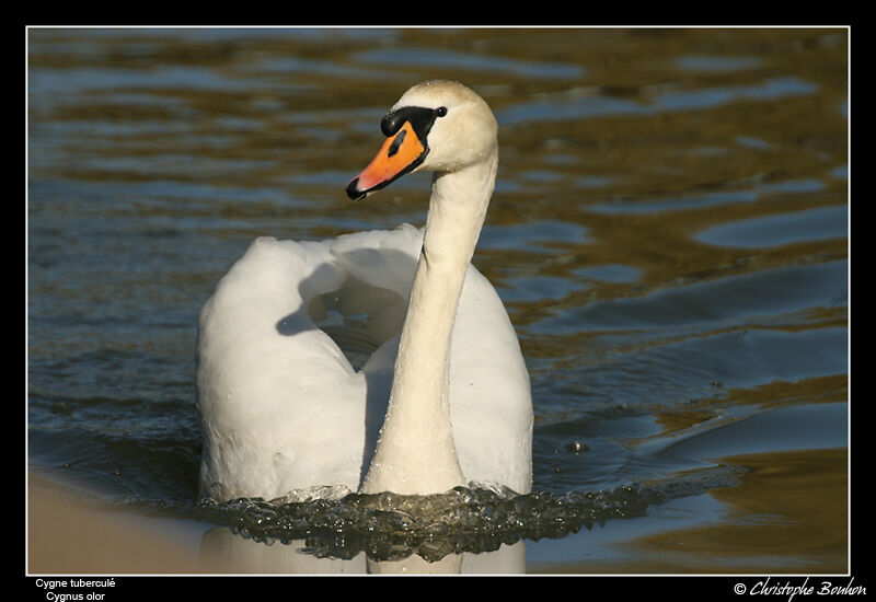 Mute Swan