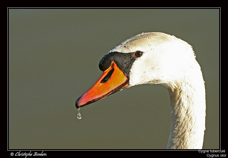 Cygne tuberculé