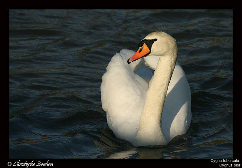 Mute Swan