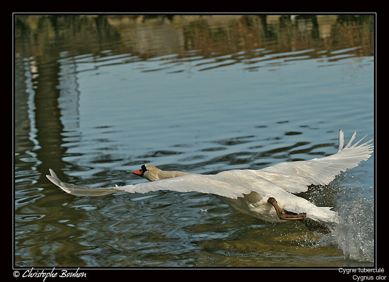 Mute Swan