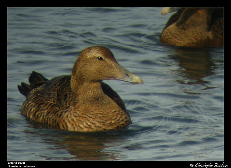 Eider à duvet femelle