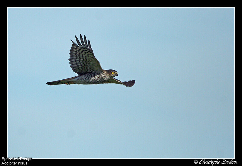 Eurasian Sparrowhawk