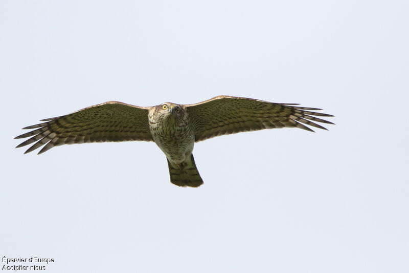 Eurasian Sparrowhawk female, Flight