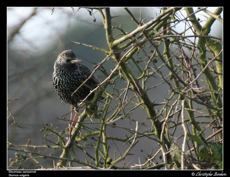 Common Starlingadult