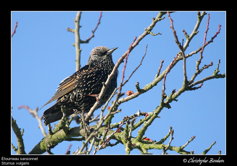 Common Starling, identification