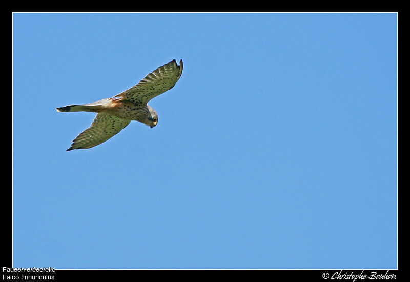 Common Kestrel