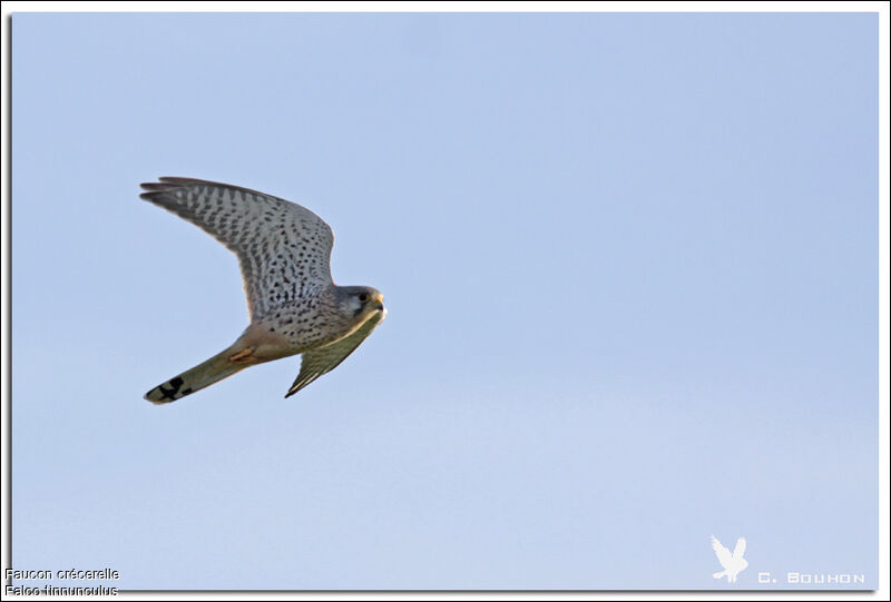 Common Kestrel male, Flight