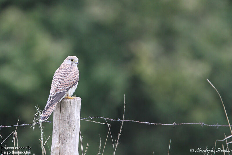 Common Kestrel, identification