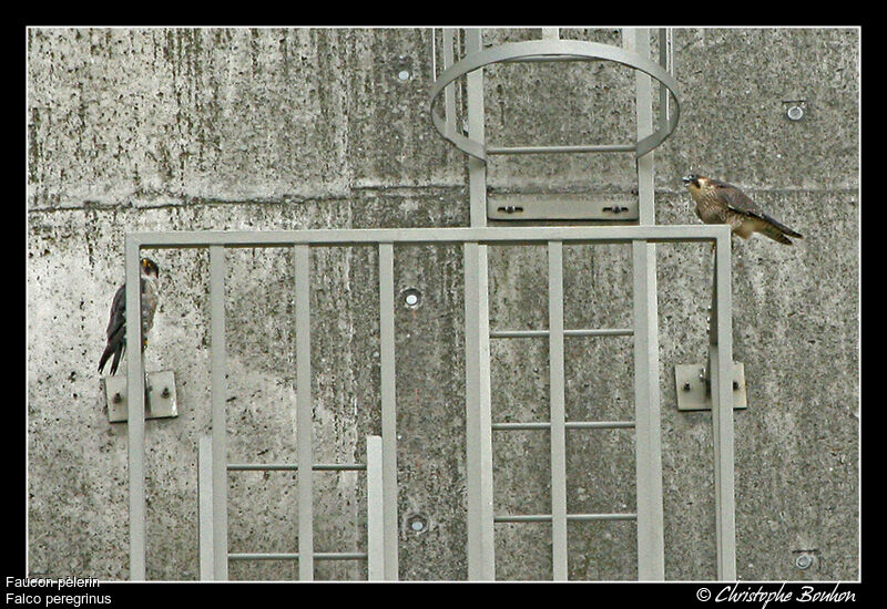 Peregrine Falcon