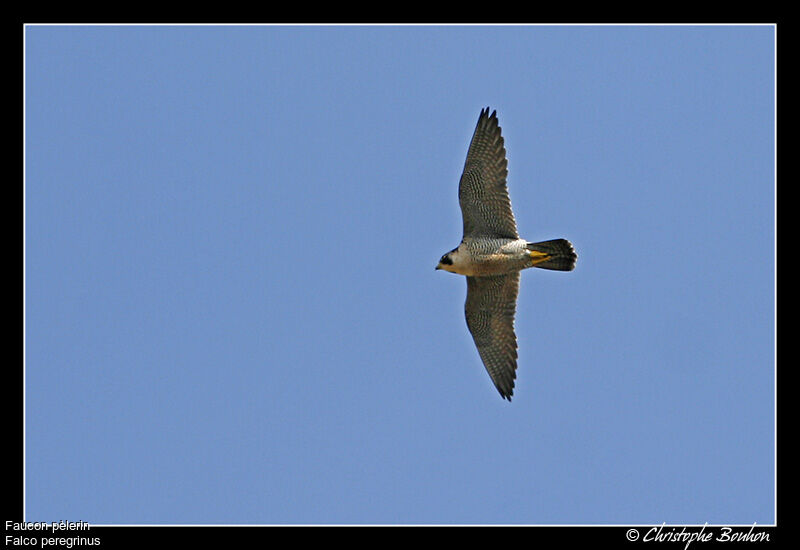 Peregrine Falconadult, Flight