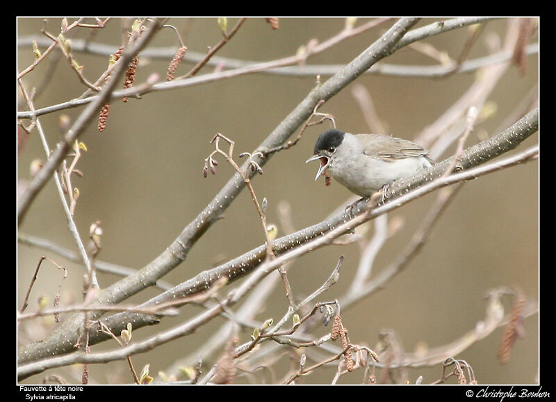 Eurasian Blackcap male adult