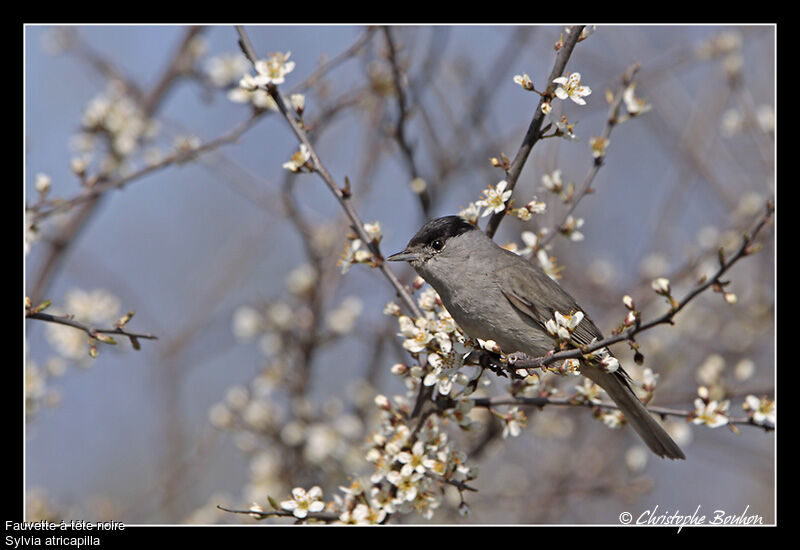 Eurasian Blackcap male adult, identification