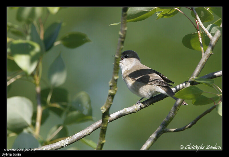 Garden Warbler