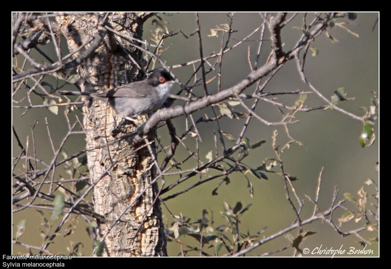 Sardinian Warbler, identification