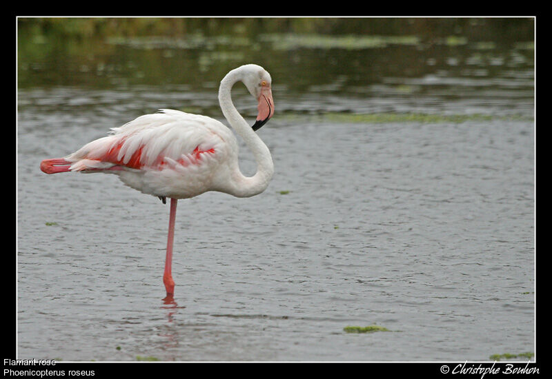 Flamant rose