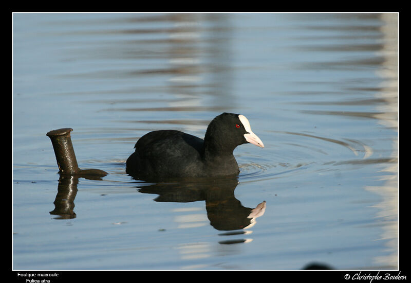 Eurasian Cootadult