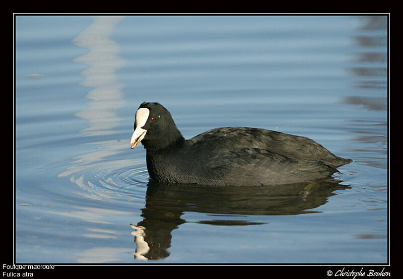 Eurasian Coot