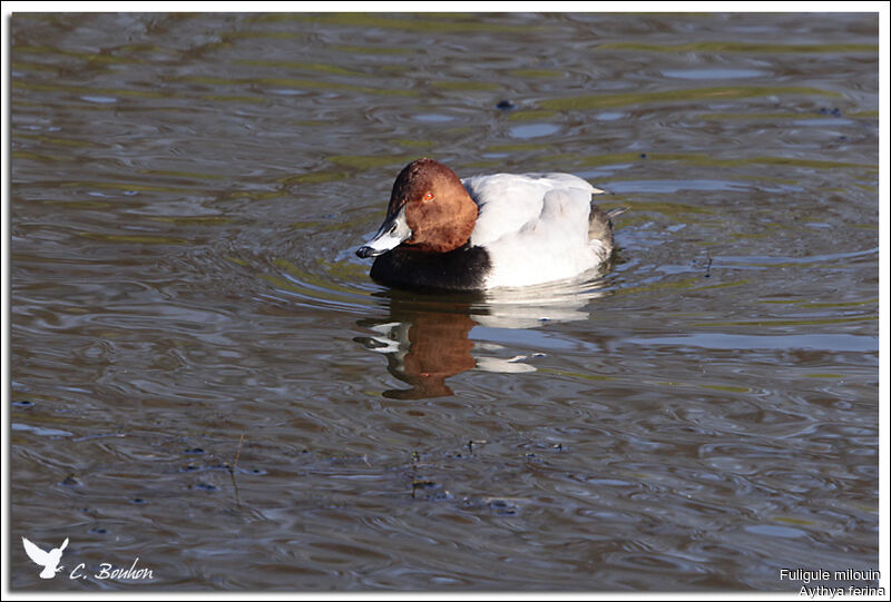 Common Pochard male, identification