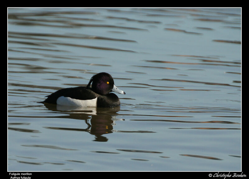 Tufted Duck male adult