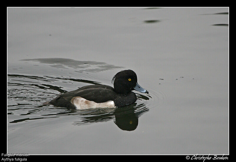 Tufted Duck